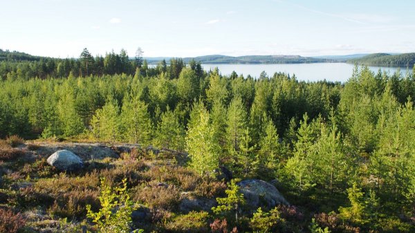 Junsele Djurpark Camping & Stugby