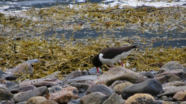 Ringøy Camping — Photo 5