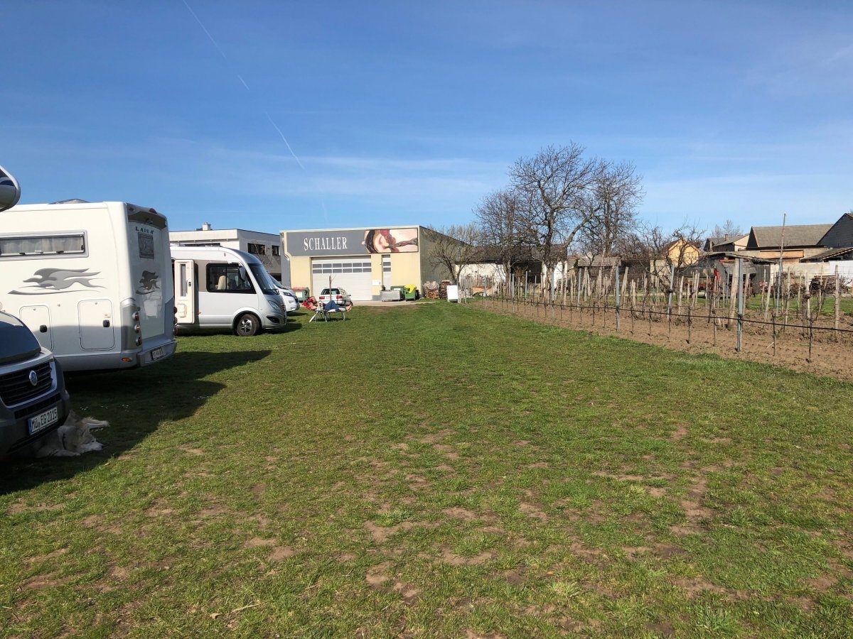 Weingut Schaller — Winery in Podersdorf am See
