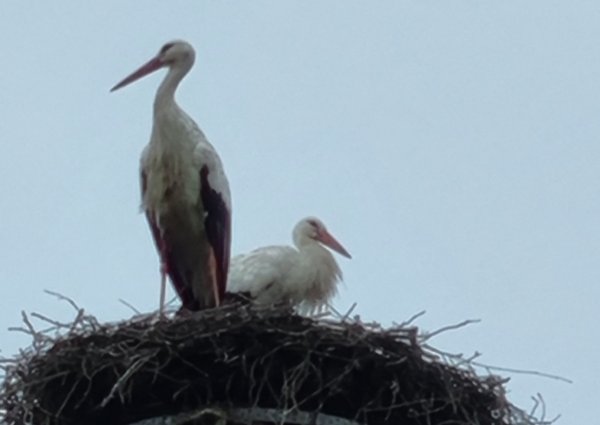 Stellplatz Windmühlenhof — Photo 3