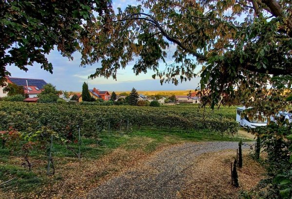 Übernachtungsparkplatz Weingut Benß Bockenheim — Photo 6