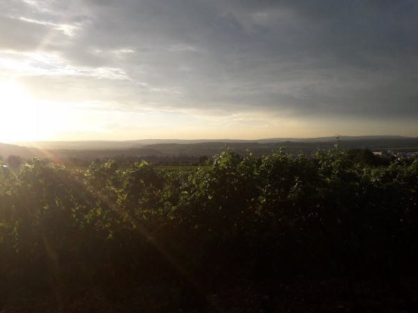 Stellpaltz am Weingut Desoi — Photo 2