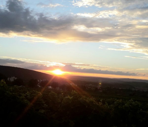 Stellpaltz am Weingut Desoi — Photo 4