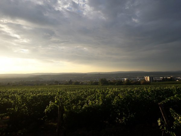 Stellpaltz am Weingut Desoi — Photo 5