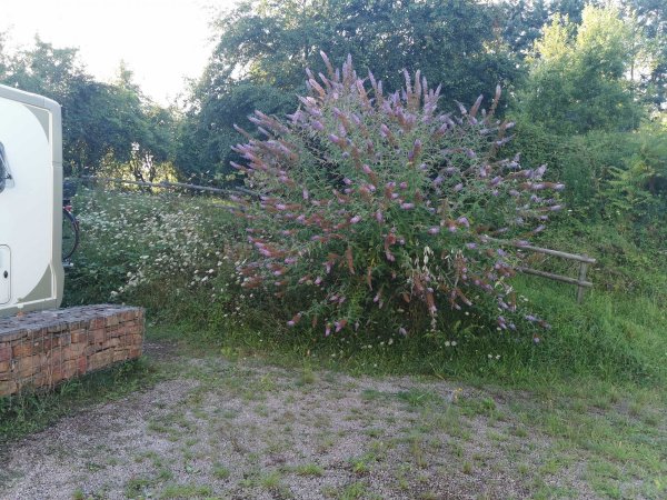 Stellplatz Weingut Rapp Bad Münster — Photo 5