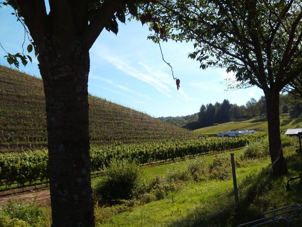 Stellplatz Weingut Von Nell — Photo 2
