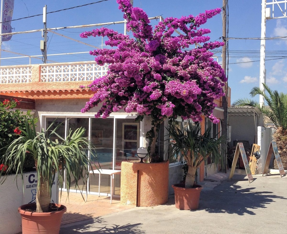 Camping Costa Blanca — Campingplatz in El Campello / Comunidad Valenciana