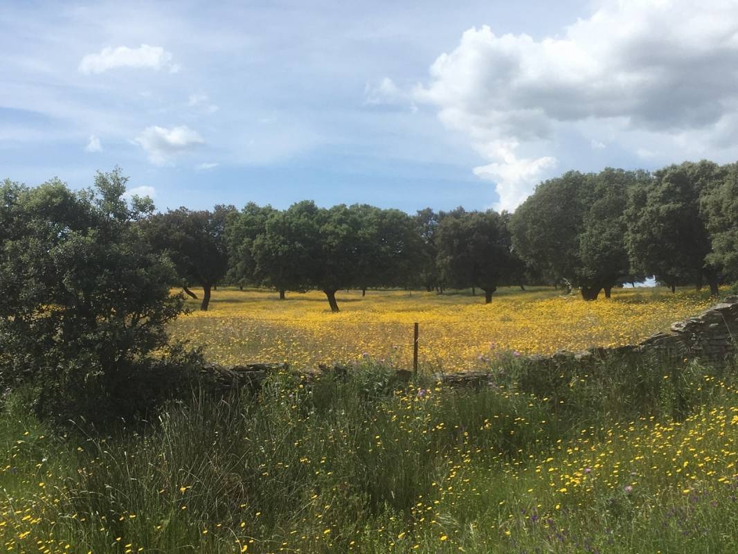 Camping Monfragüe — Area da campeggio in Malpartida de Plasencia / Extremadura