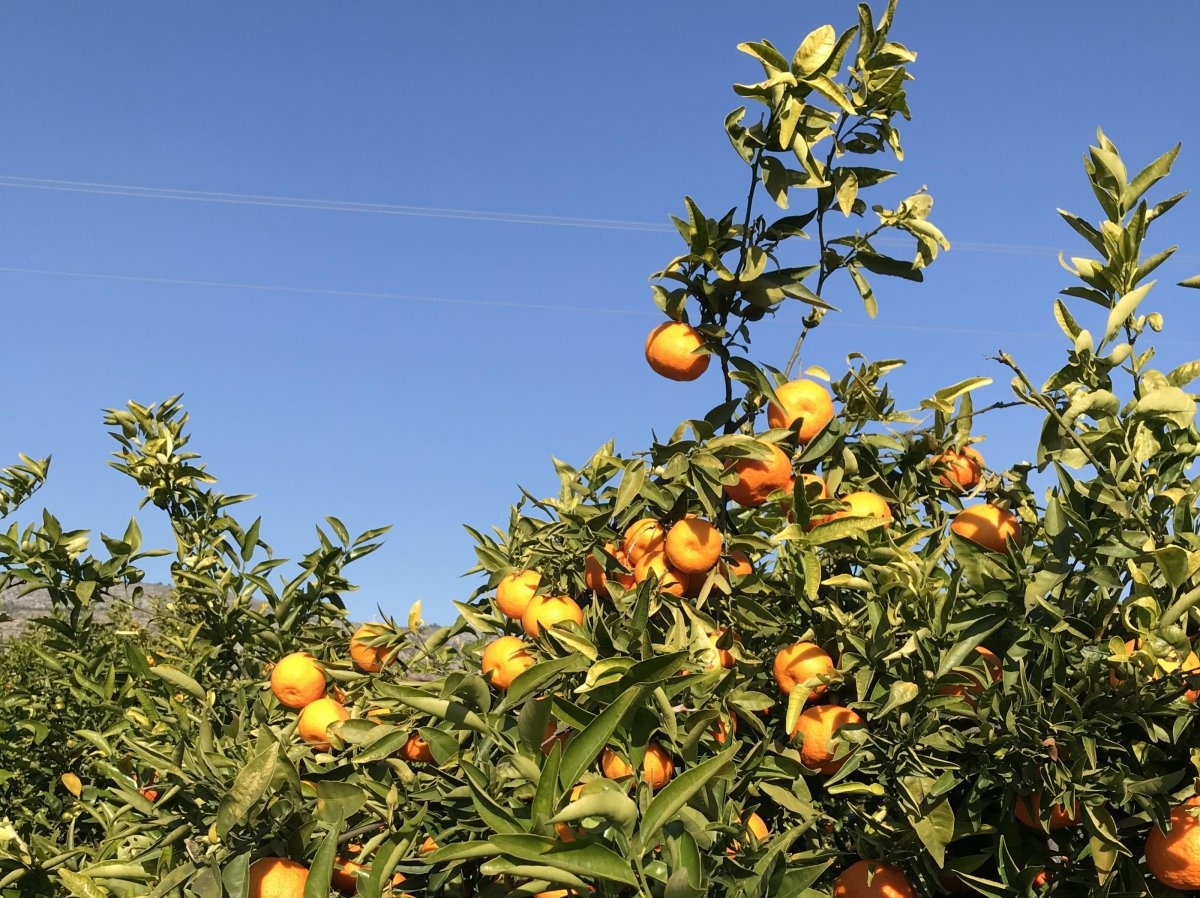 Camping Tauro — Campingplatz in Benicàssim / Comunidad Valenciana