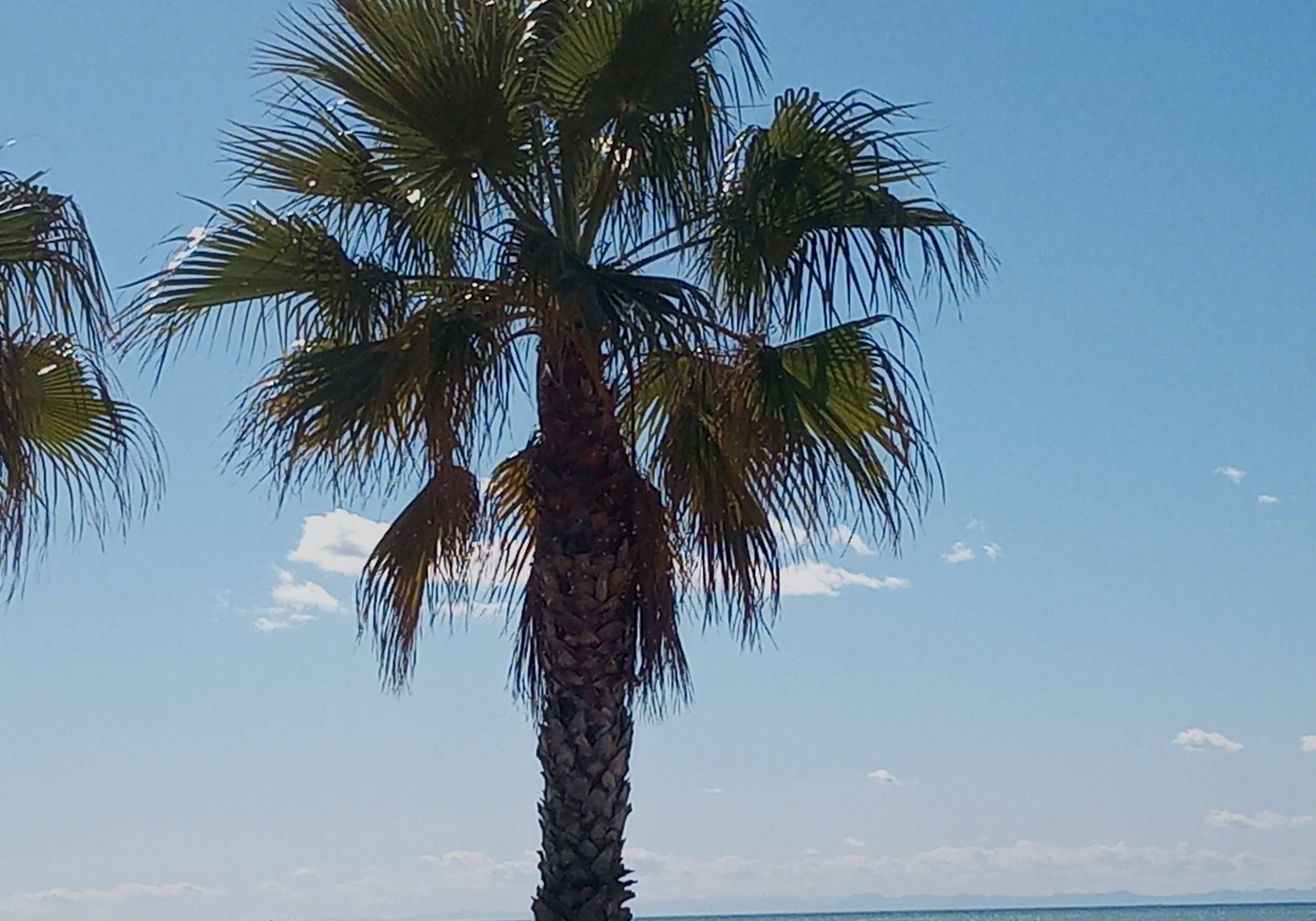 Camping Mediterráneo — Cámping in Chilches / Comunidad Valenciana