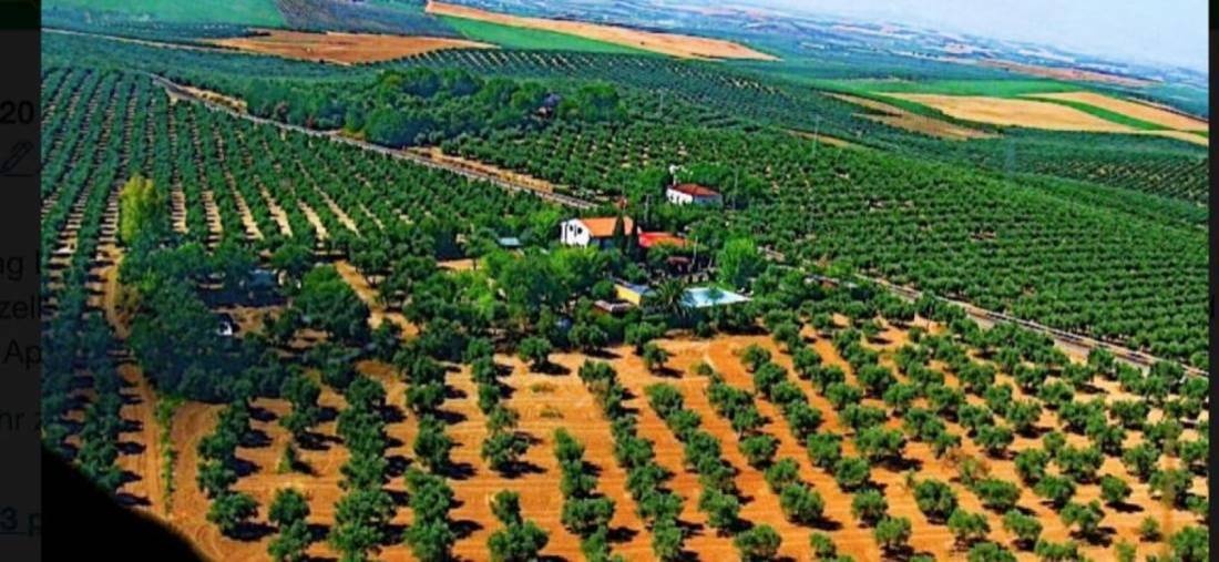 Camping La Campina — Campingplatz in La Guijarrosa / Andalucía