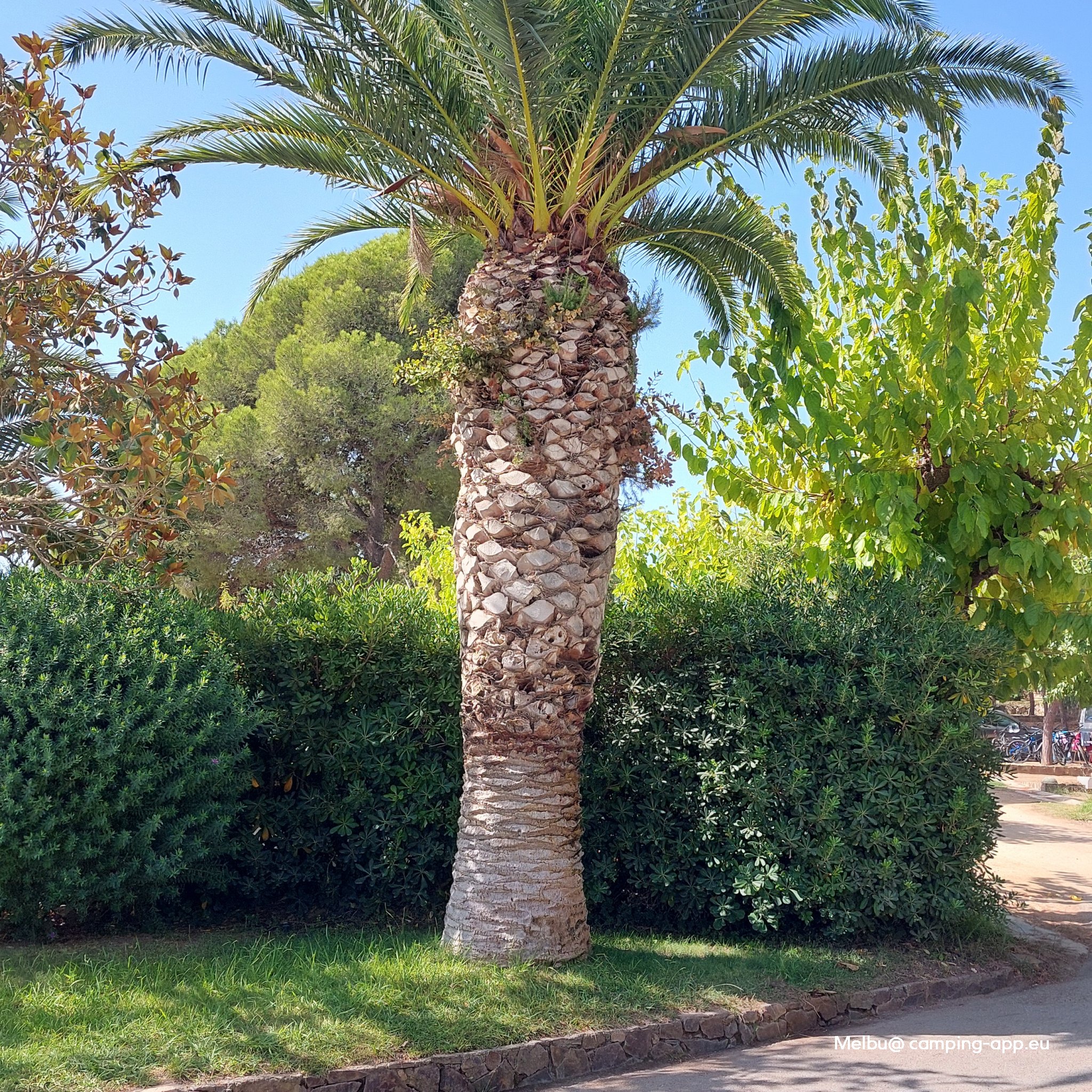 Camping Cala Gogo **** — Foto 2