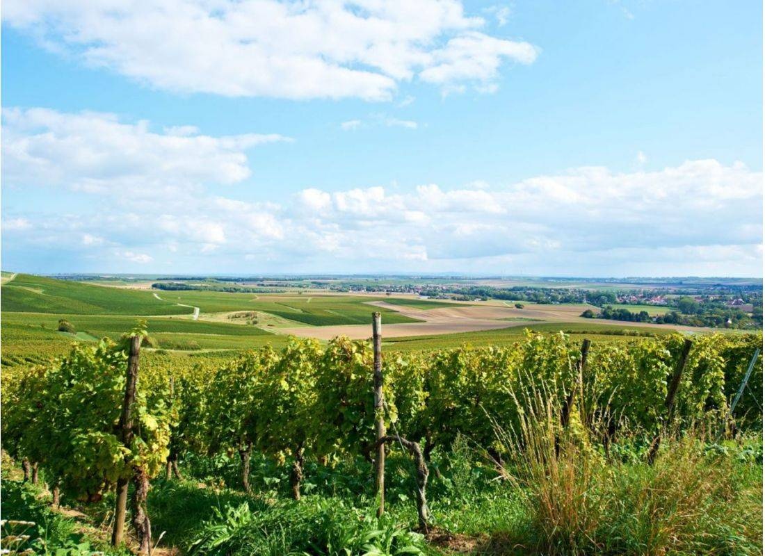 Weingut Kapellenhof — Wijnmakerij in Selzen