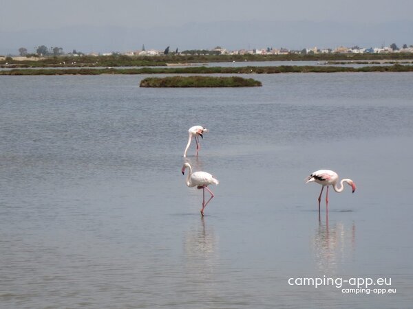 Camping Eucaliptus Parc Natural Delta de I'Ebre — Foto 6