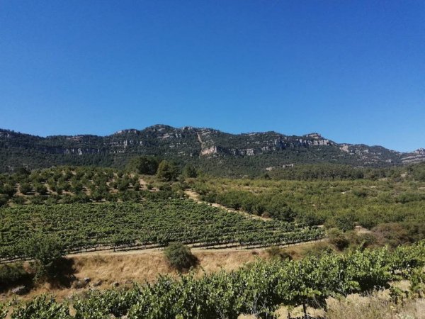 Camping Montsant Park — Photo 2