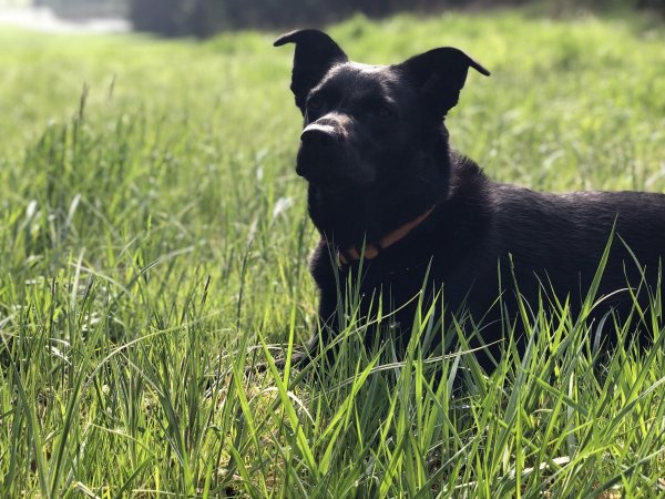 Burgschänke am Rande der Welt — Foto 2