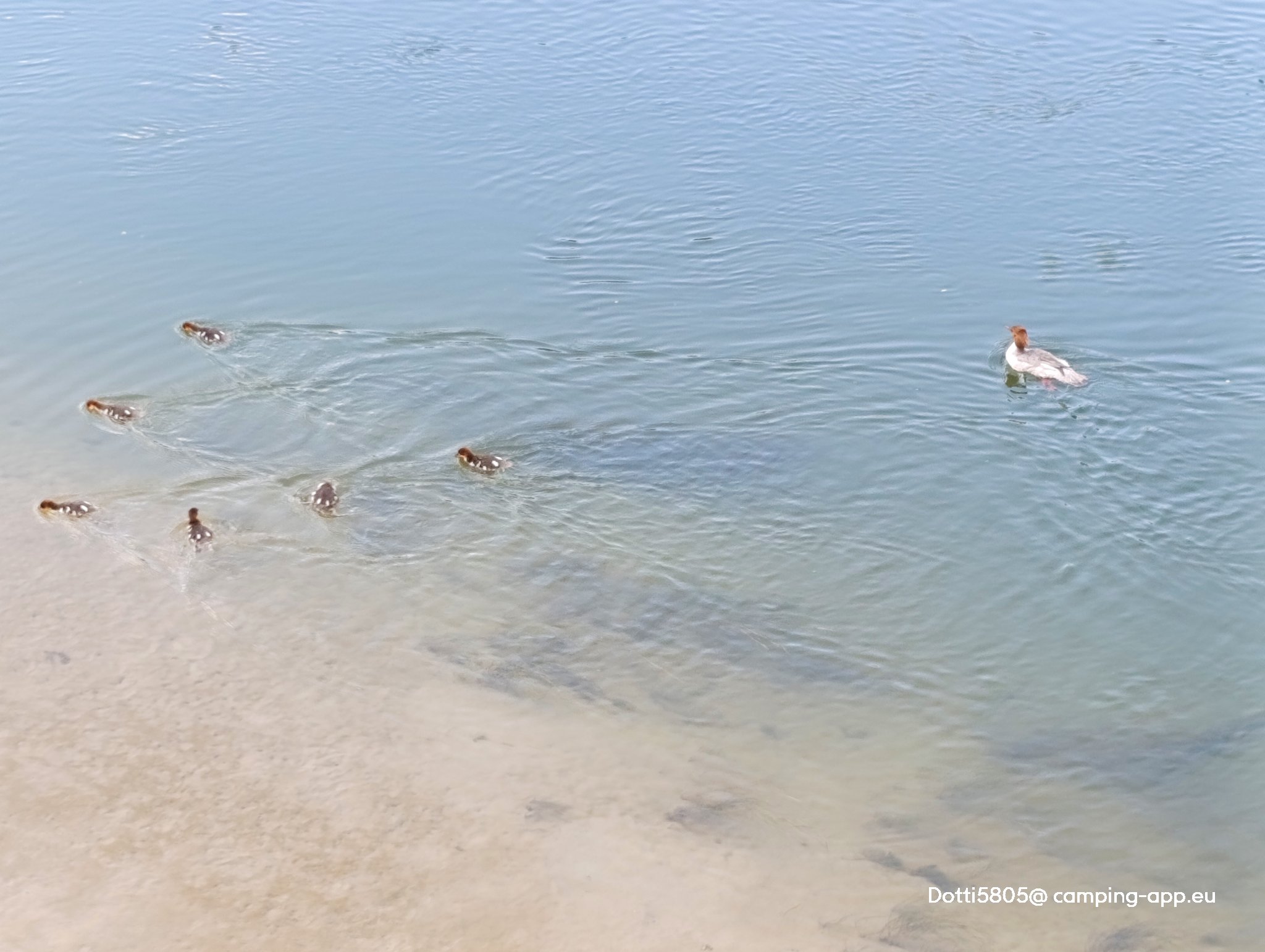 Stellplatz Schlösslwiese Neuburg an der Donau — Foto 2