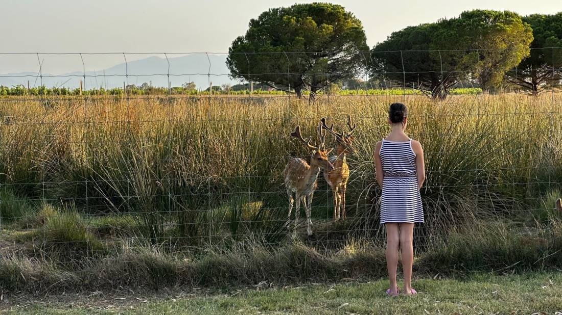 Camping les Fontaines — Kemp in Canet-en-Roussillon / Occitanie