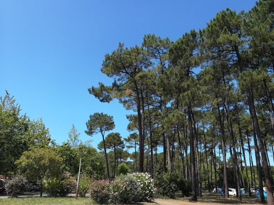 Camping Du Lac — Kemping in Mimizan / Nouvelle-Aquitaine