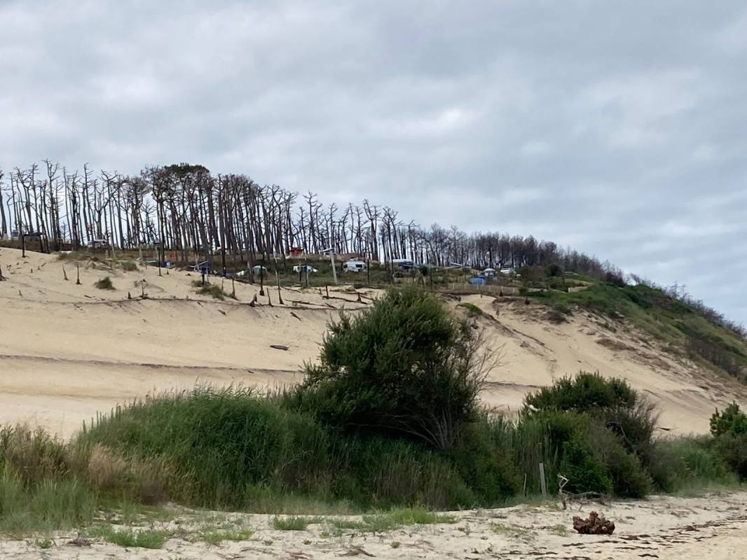 Camping Panorama du Pyla **** — Campingplads in La Teste-de-Buch / Nouvelle-Aquitaine