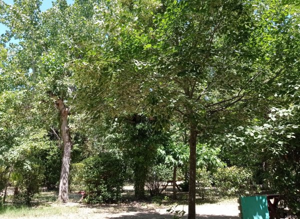 Camping U Prunelli — Photo 4