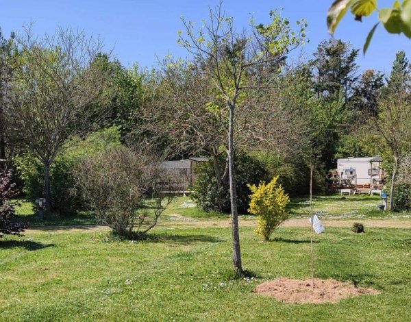 Camping Aici Sem Pla ** — Photo 3