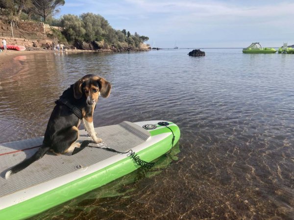 Camping Agay-Soleil — Photo 6