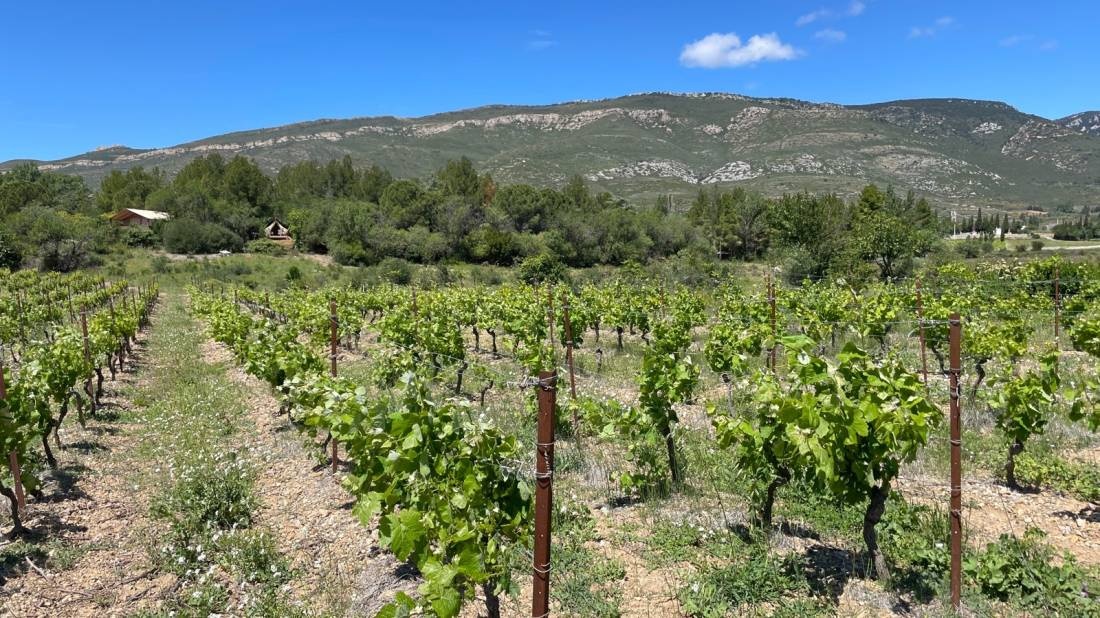 Domaine La Peiriere — Kemping in Tuchan / Occitanie
