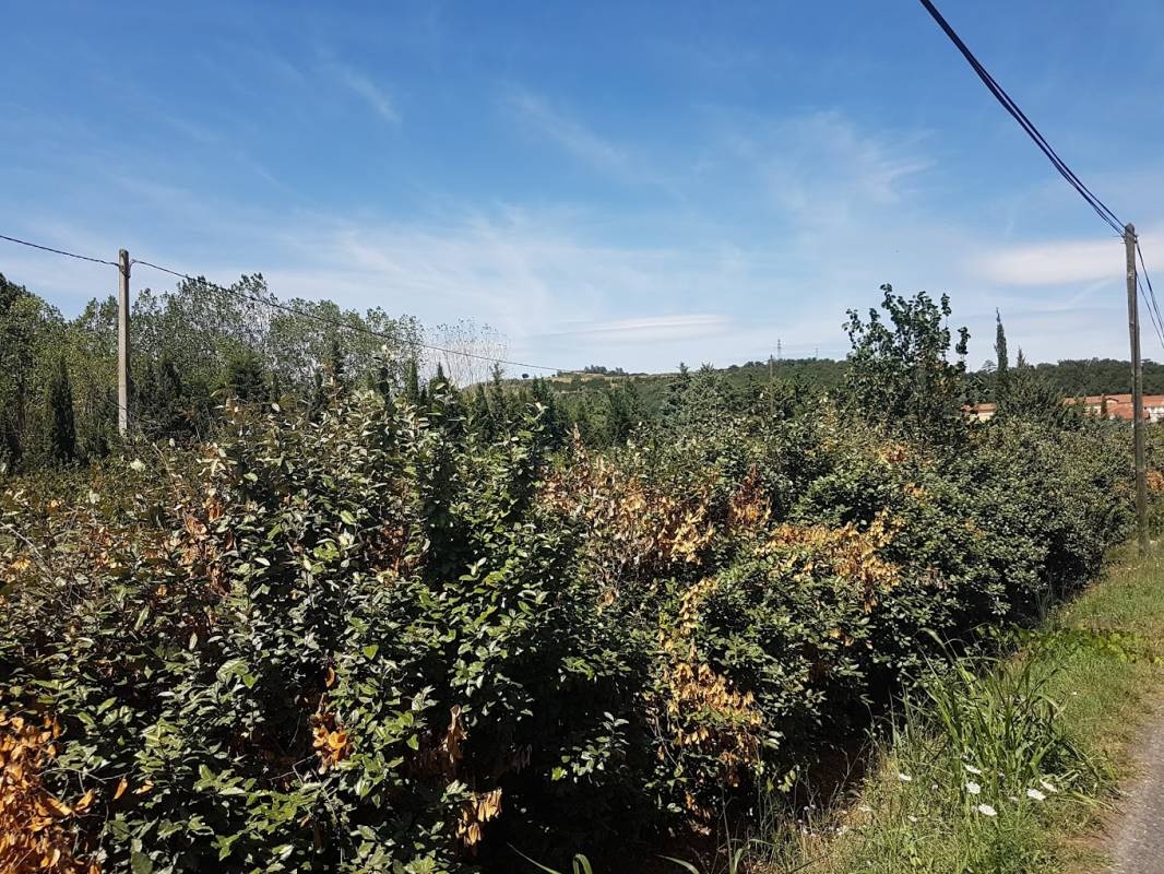 Camping Mas D'en Mas — Area da campeggio in Céret