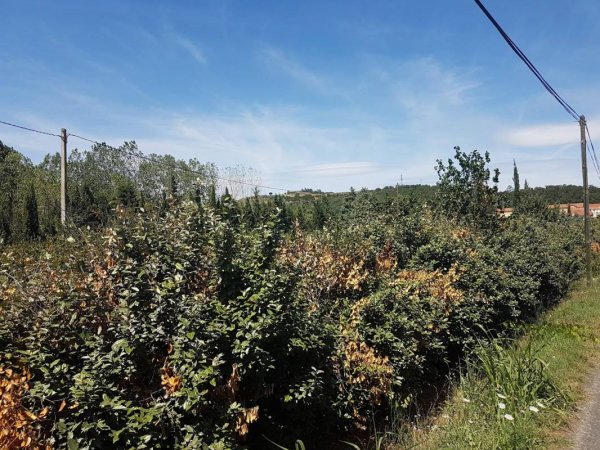 Camping Mas D'en Mas