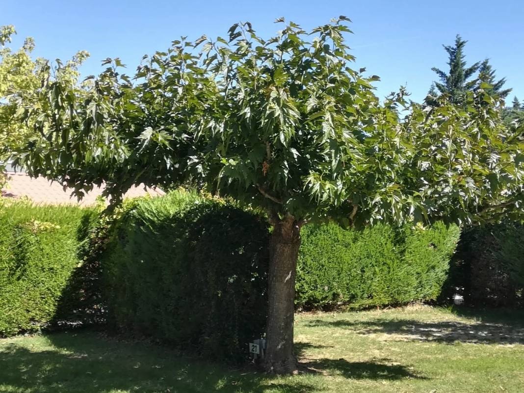 Camping Les Chênes ** — Kemping in Chauzon