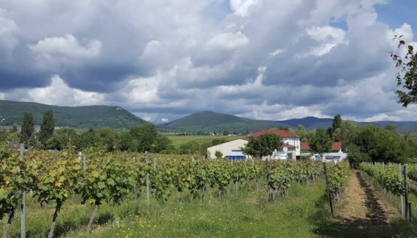 Stellplatz am Weingut Boos Edesheim
