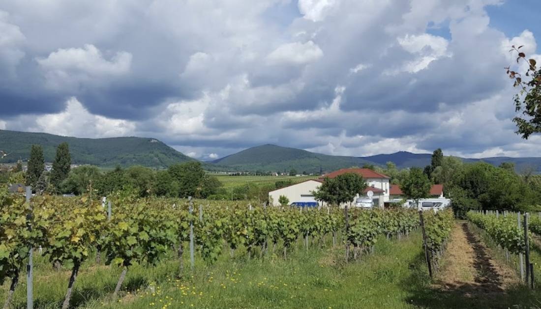 Stellplatz am Weingut Boos Edesheim — Winery in Edesheim