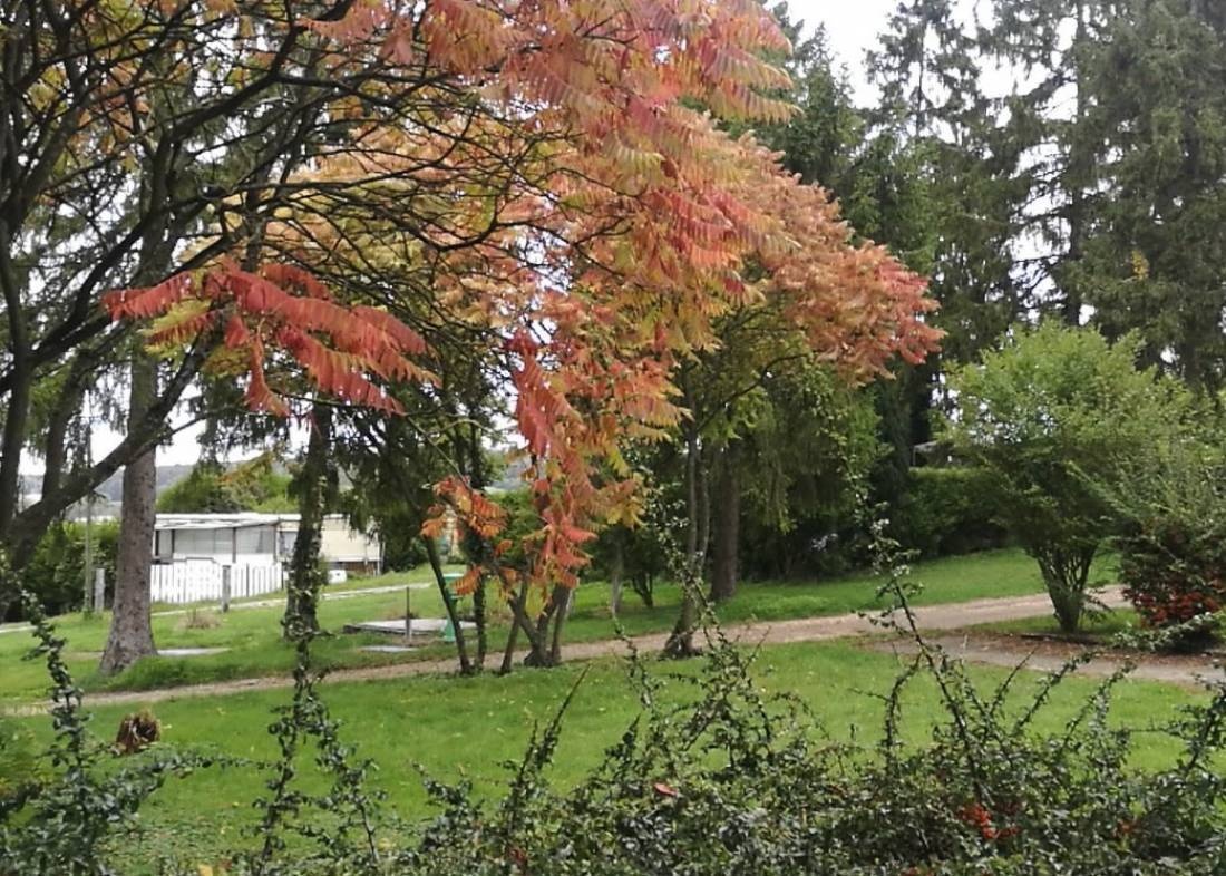 Camping les Sapins Vignobles ** — Cámping in Villiers-Saint-Denis