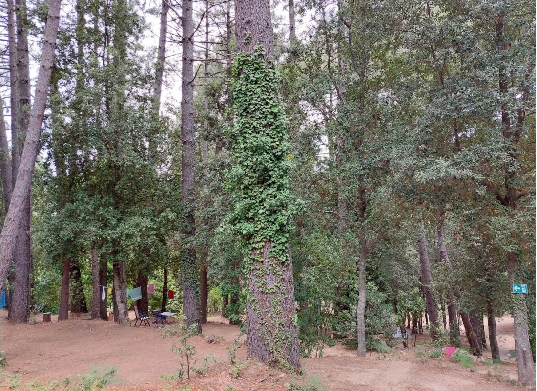 Camping Bavella Vista — Sítio de acampamento in Zonza / Corse