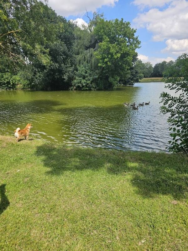 Camping Green Island — Campingplads in Genouillé