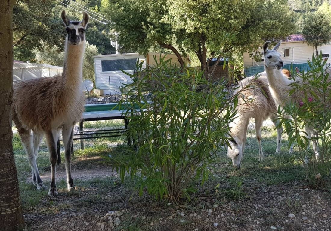 Camping La Gantesse *** — Kemping in Saint-Zacharie /