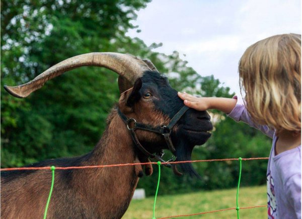 Camping Sites et Paysages Le Moulin ☆☆☆☆ — Photo 3