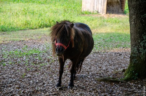 Camping Le Pech Charmant **** — Foto 4