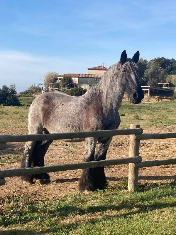 Camping Lou Labech *** — Camping in Bouzigues / Occitanie