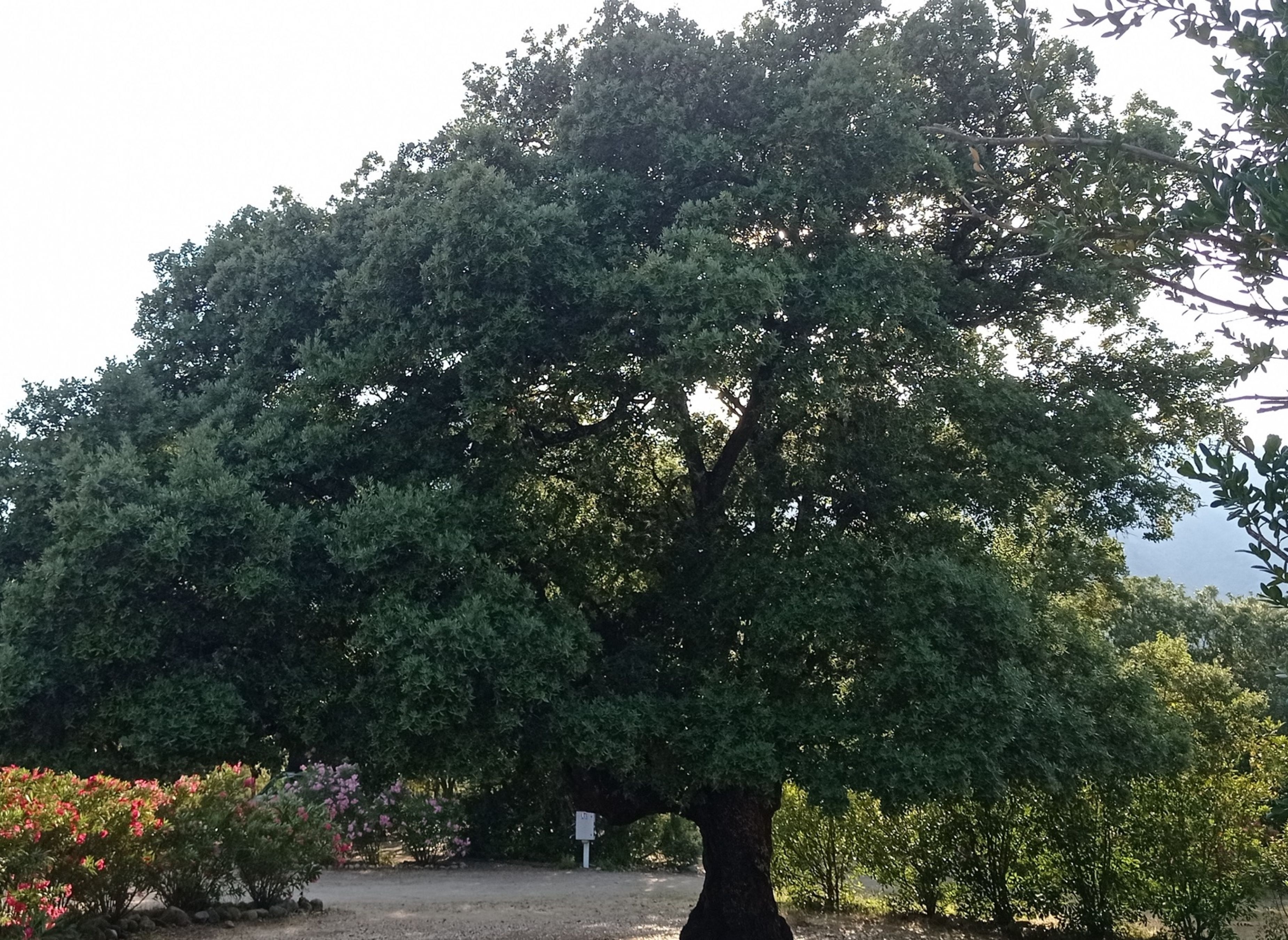 Camping Tizarella *** — Camping Site in Moltifao 