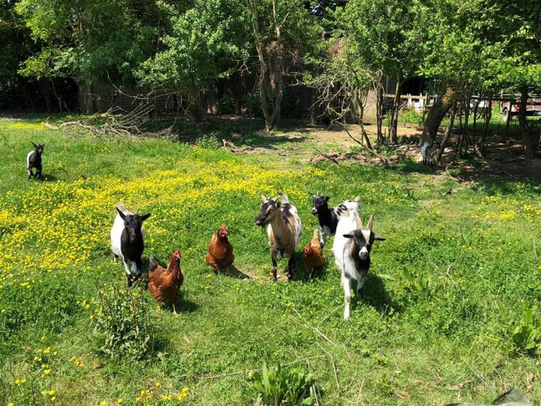 Camping Au Pré de l'Étang * * — Cámping in Sainte-Foy / Pays de la Loire