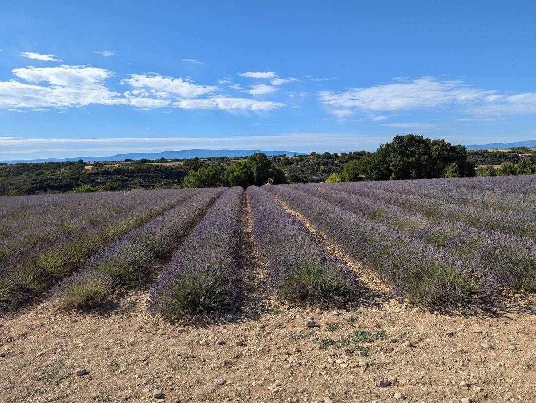 Camping les Lavandes — Camping Site in Valensole / Provence-Alpes-Côte d'Azur