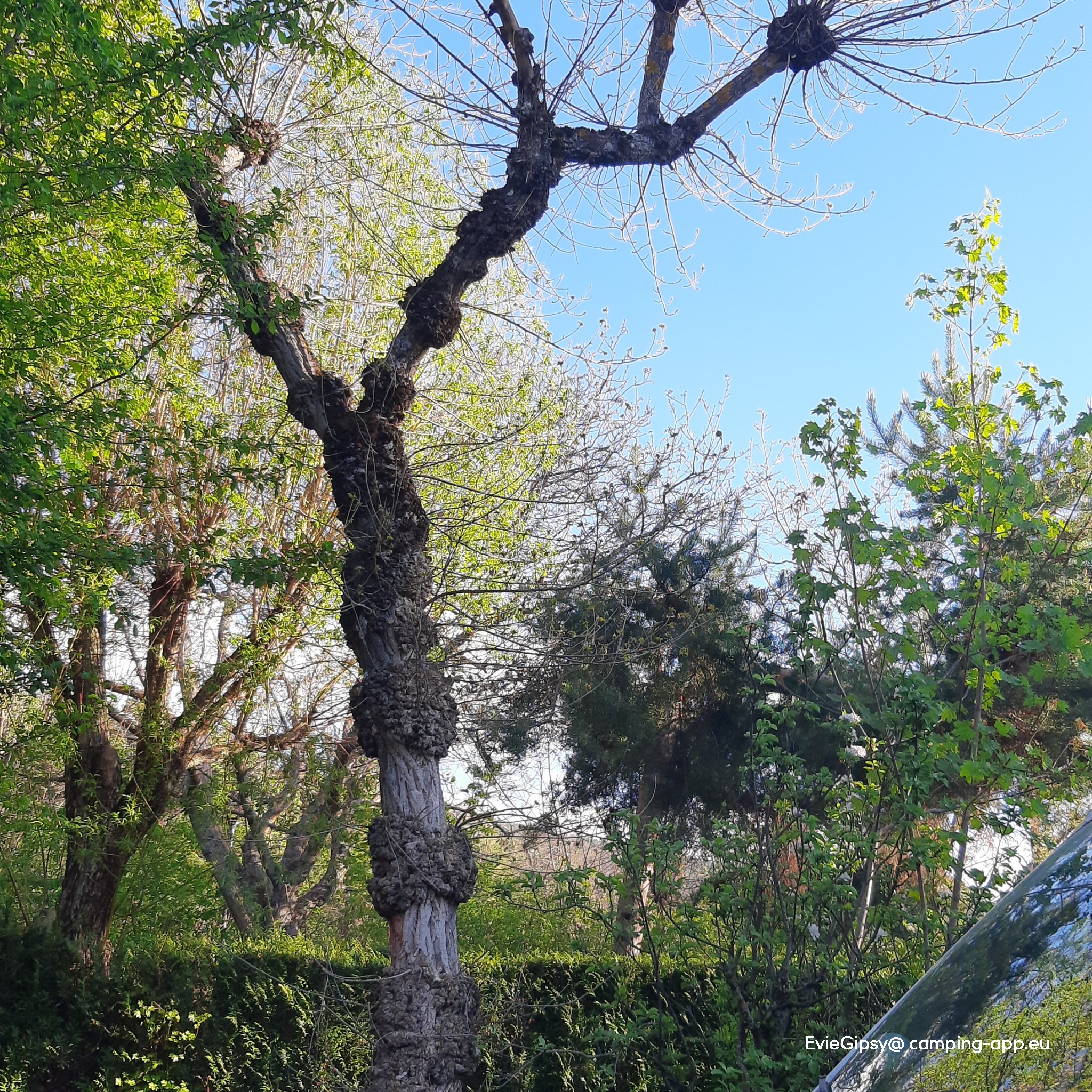 Camping Gîtes Le Verger ****