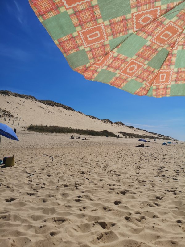 Le Pin Sec — Photo 2