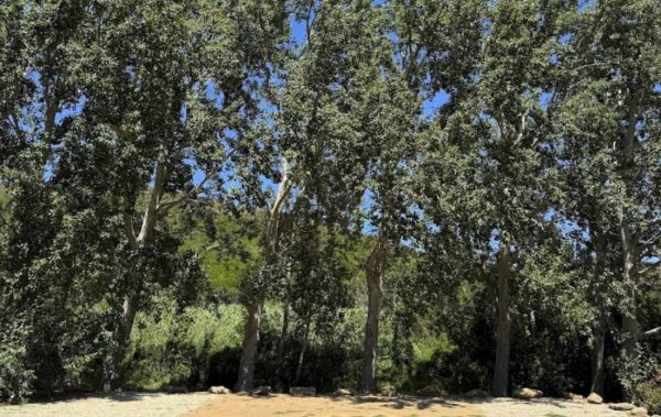 Camping Vista Mare — Photo 3