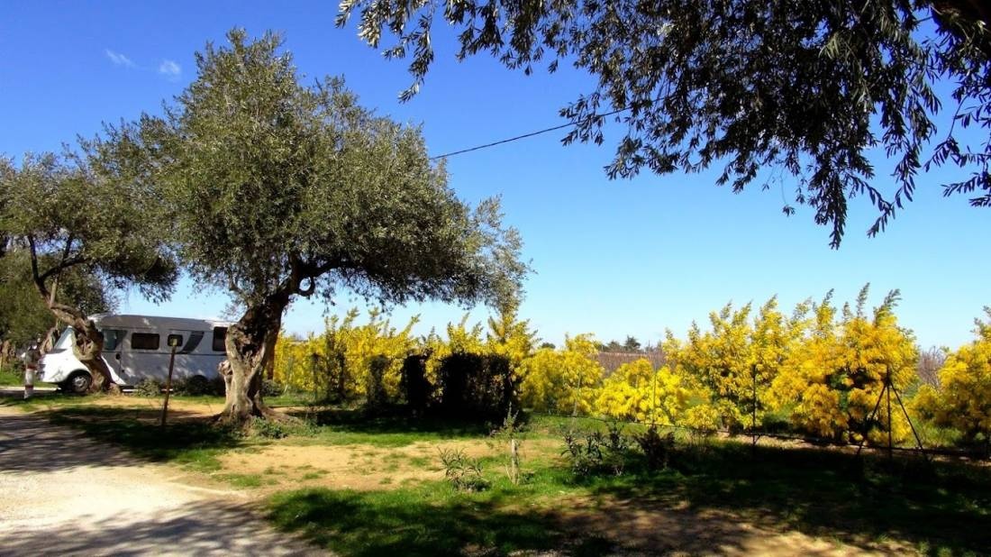 Camping les Oliviers — Campingplats in Le Boulou / Occitanie