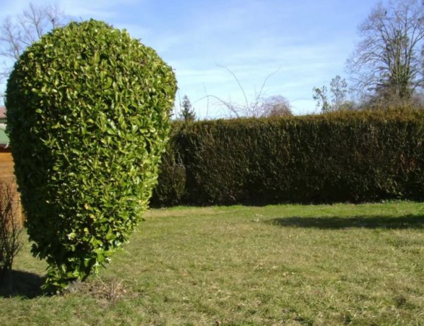 Camping La Renouillère *** — Foto 4
