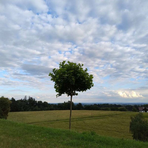 Campingplatz Kapfelberg — Photo 6