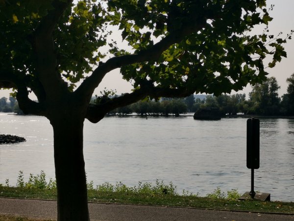 Campingplatz am Rhein — Photo 6